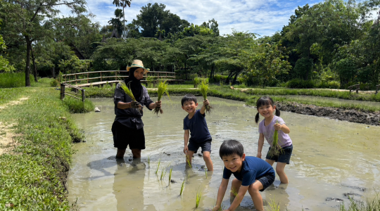 田植え